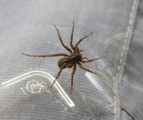 Pardosa sp.